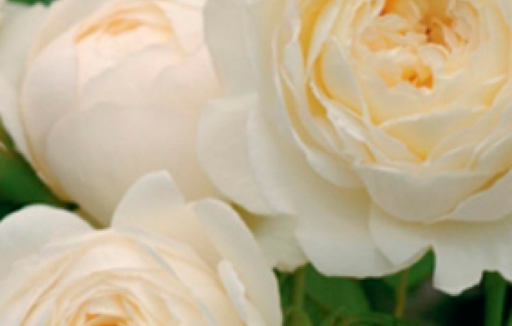 Английская роза Клэр Остин