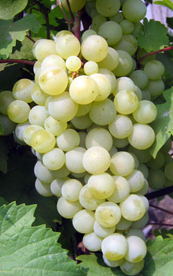 Жемчуг сабо виноград описание