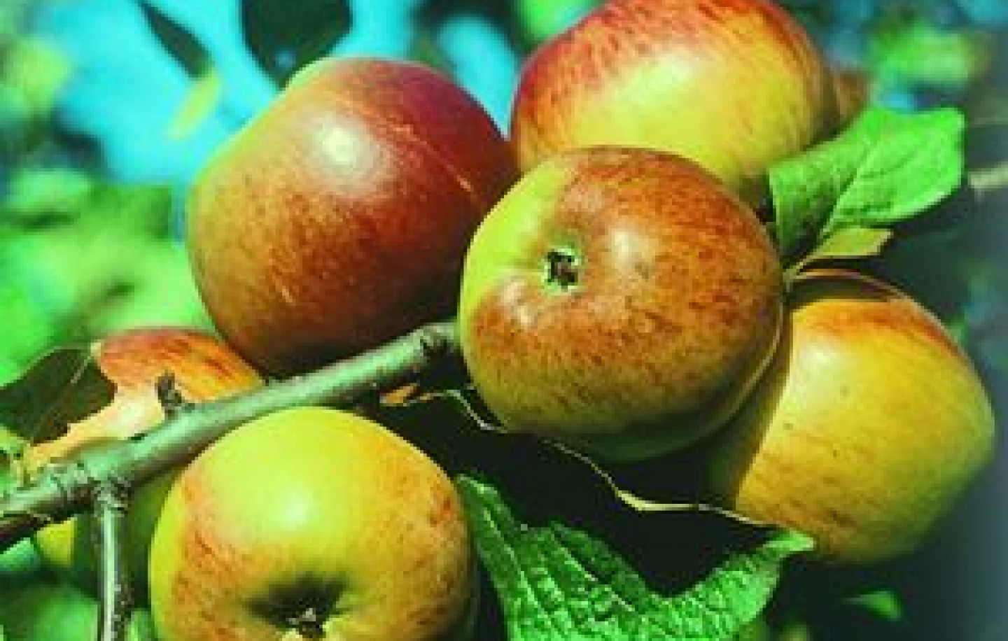 Яблоня плодовая коричное полосатое