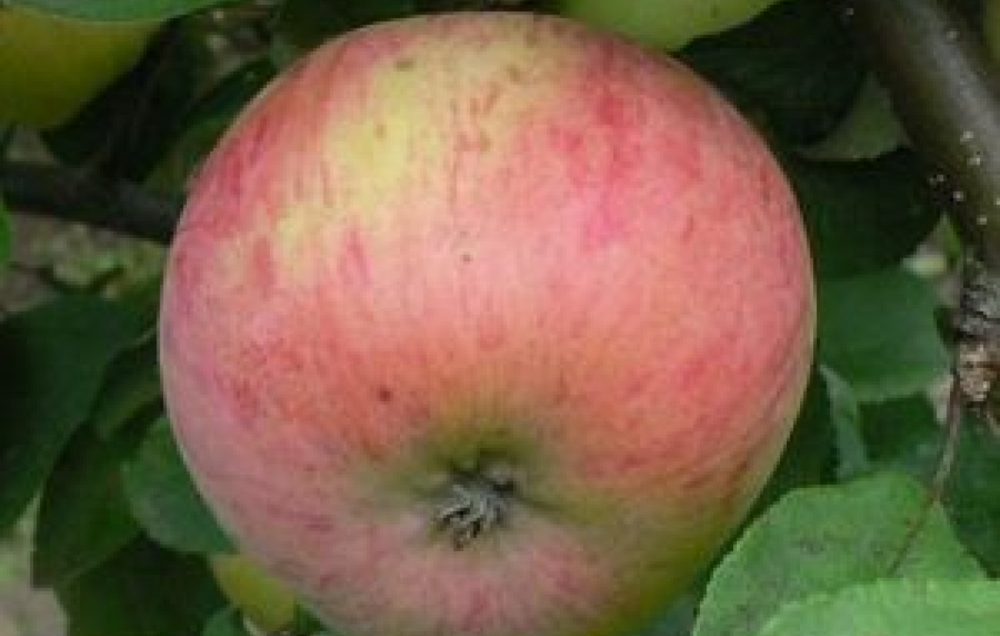 Фото яблони штрейфлинг фото и описание сорта