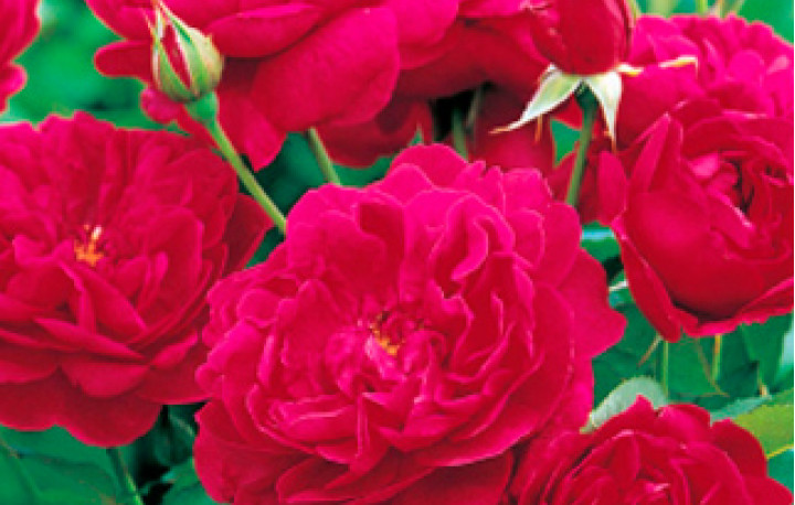 Английская роза Дарси Бассел
