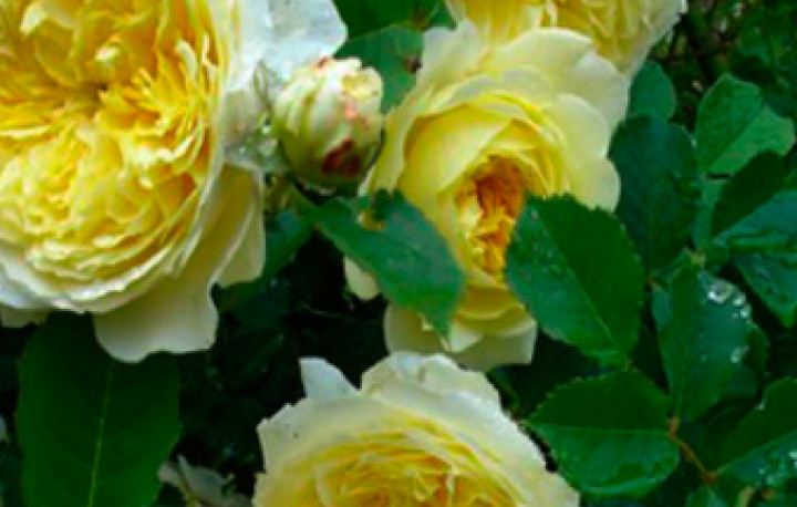 Английская роза Зэ Пилгрим