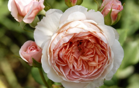 Английская роза Винчестэ Кэсидрал