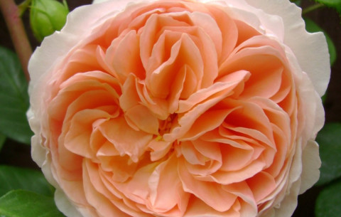 Английская роза Вильям Моррис