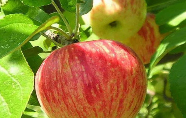 Яблоня Осеннее полосатое (Штрейфлинг)